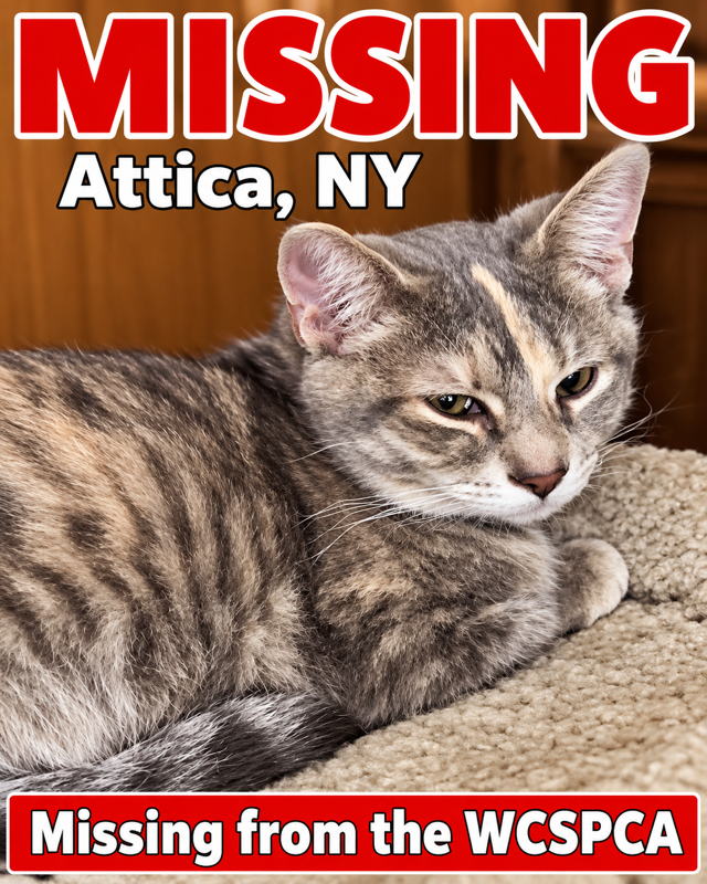 Attica – Missing Cat, Escaped Carrier